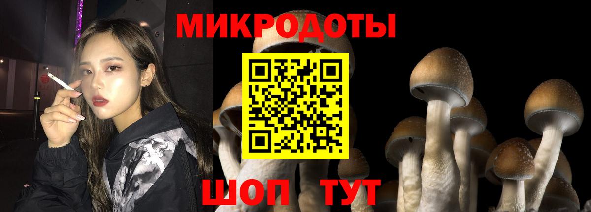 Псилоцибиновые грибы Psilocybe Карабулак